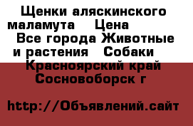 Щенки аляскинского маламута  › Цена ­ 15 000 - Все города Животные и растения » Собаки   . Красноярский край,Сосновоборск г.